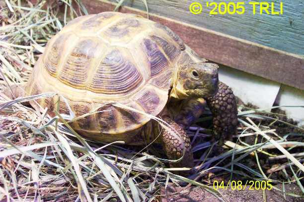 How Big Is A Russian Tortoise